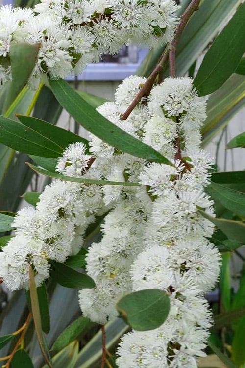  Snow Day Cold Hardy Eucalyptus Tree (Eucalyptus Gregsoniana) - 3 Gallon Pot