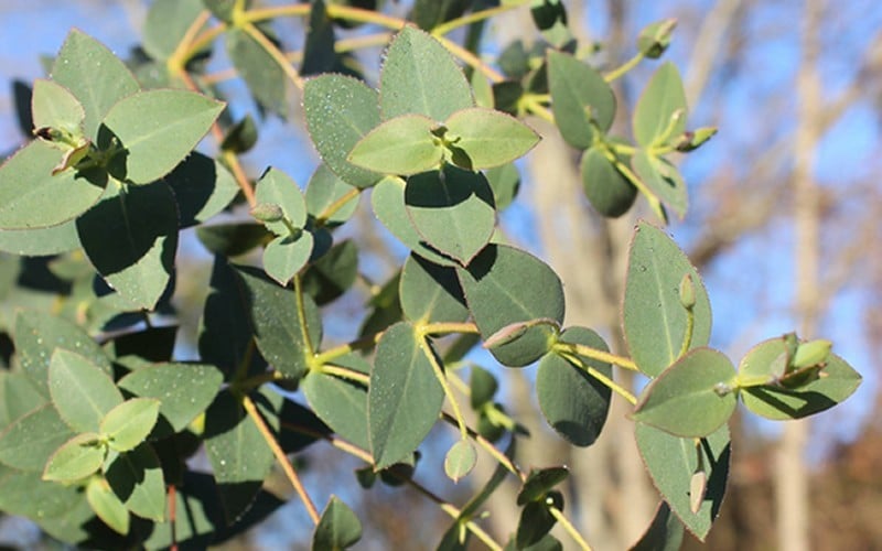  Cab Sav Cold Hardy Eucalyptus Tree (Eucalyptus Rubida) - 5 Gallon Pot
