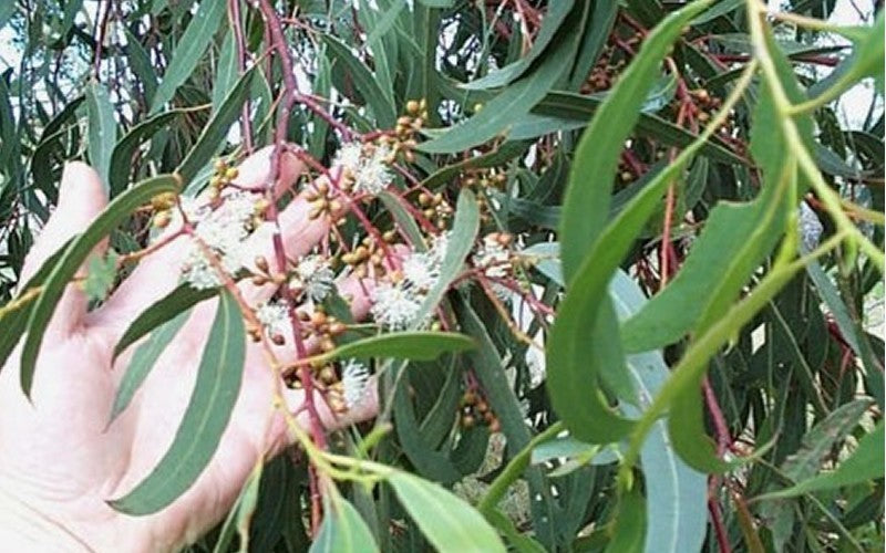  Grace Cold Hardy Eucalyptus Tree (Eucalyptus Elliptica) - 1 Gallon Pot