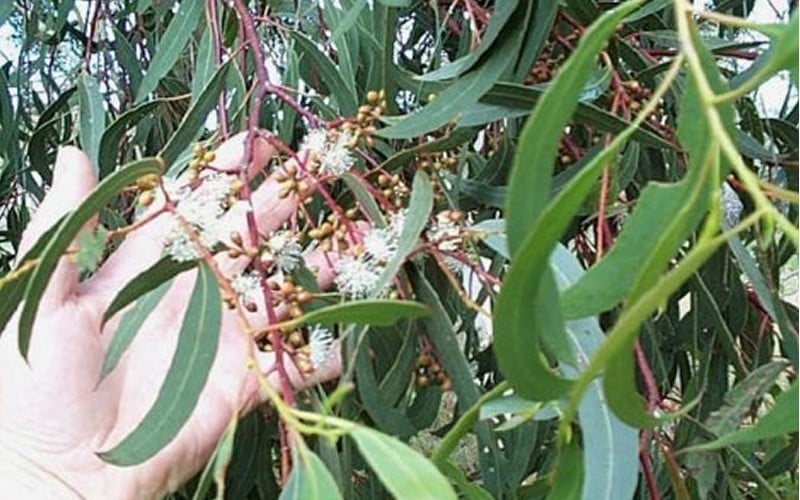  Grace Cold Hardy Eucalyptus Tree (Eucalyptus Elliptica) - Quart Pot