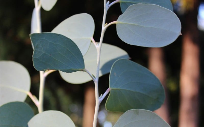  Mappa Tassie Cold Hardy Eucalyptus Tree (Eucalyptus Pauciflora) - 2 Gallon Pot