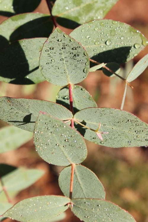  Cab Sav Cold Hardy Eucalyptus Tree (Eucalyptus Rubida) - Quart Pot