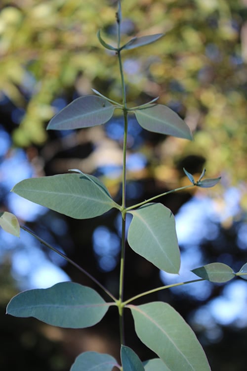  Grace Cold Hardy Eucalyptus Tree (Eucalyptus Elliptica) - 3 Quart Pot