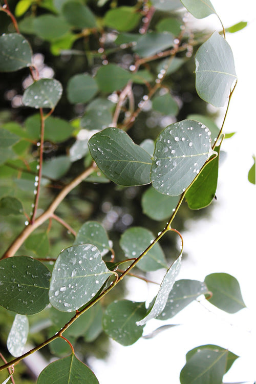  Lucky Country Cold Hardy Eucalyptus Tree (Eucalyptus Camphora) - Quart Pot