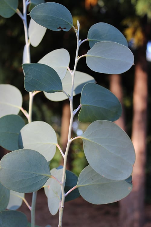  Mappa Tassie Cold Hardy Eucalyptus Tree (Eucalyptus Pauciflora) - 3 Gallon Pot