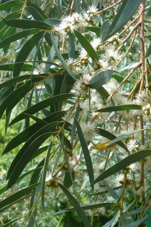  Funky Monkey Cold Hardy Eucalyptus Tree (Eucalyptus Parvula) - 3 Quart Pot