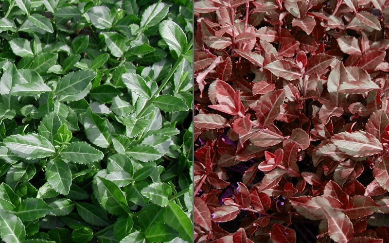  Purple Wintercreeper - Euonymus Fortunei Coloratus - 18 Count Flat Of Pint Pots