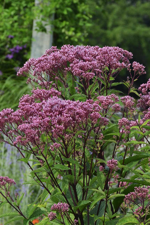  Eupatorium Dubium 'Baby Joe' (Joe Pye Weed) - 1 Gallon Pot