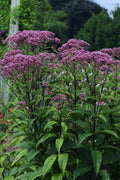  Eupatorium Dubium 'Baby Joe' (Joe Pye Weed) - 6 Pack Of 1 Gallon Pots