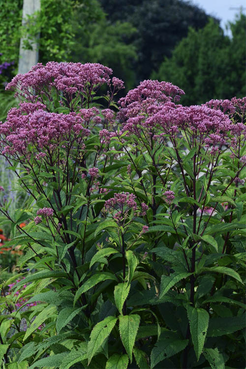  Eupatorium Dubium 'Baby Joe' (Joe Pye Weed) - 1 Gallon Pot