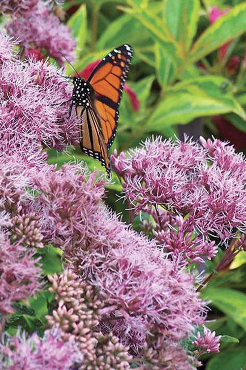  Euphoria Ruby Joe Pye Weed - 1 Gallon Pot