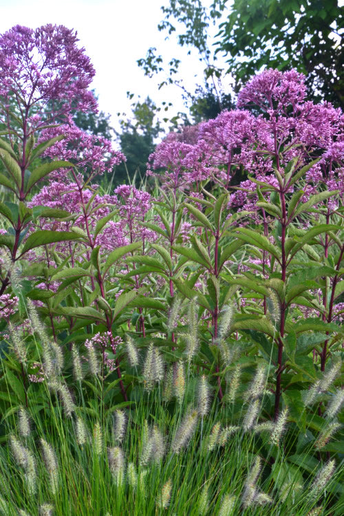  Eupatorium Maculatum 'Gateway' (Joe Pye Weed) - 6 Pack Of 1 Gallon Pots