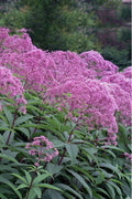  Eupatorium Maculatum 'Gateway' (Joe Pye Weed) - 6 Pack Of 1 Gallon Pots