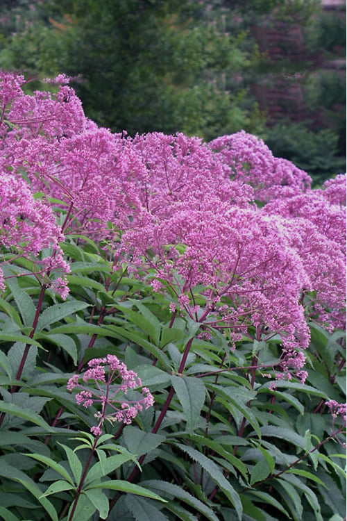  Eupatorium Maculatum 'Gateway' (Joe Pye Weed) - 6 Pack Of 1 Gallon Pots