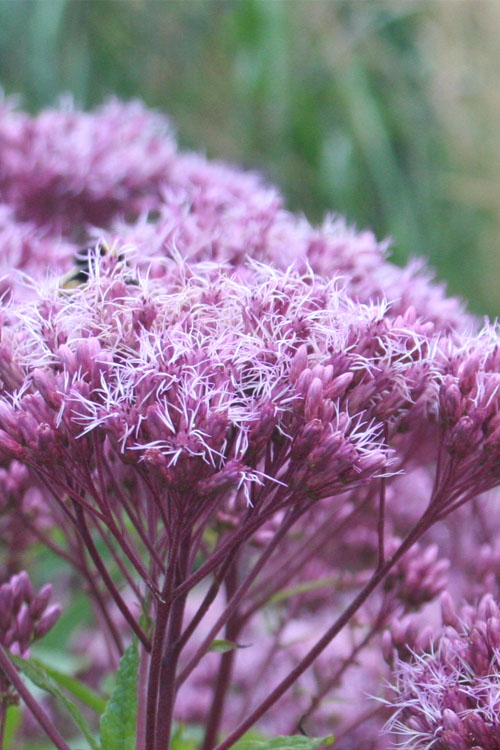 Eupatorium Dubium 'Little Joe' (Joe Pye Weed) - 6 Pack Of 1 Gallon Pots