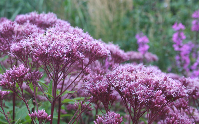  Eupatorium Dubium 'Little Joe' (Joe Pye Weed) - 6 Pack Of 1 Gallon Pots