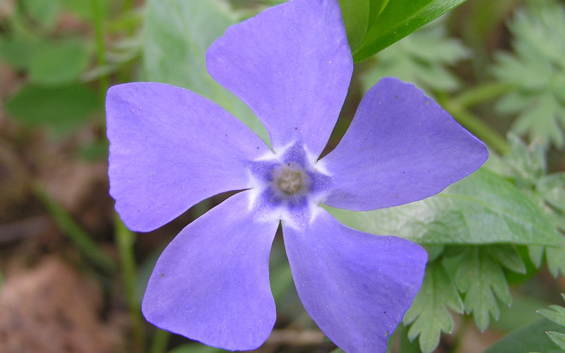  Evergreen Periwinkle - Vinca Minor - 18 Count Flat Of Pint Pots