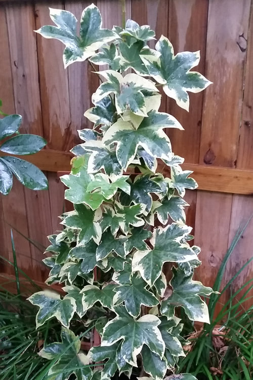  Angyo Star Fatshedera 1 Gallon Pot
