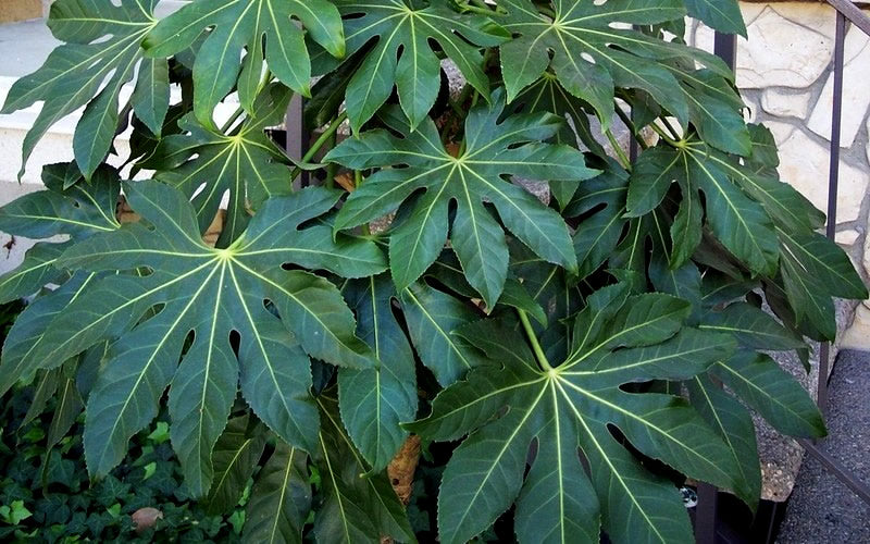  Fatsia Japonica - Japanese Aralia - Glossy Paper Plant - 1 Gallon Pot