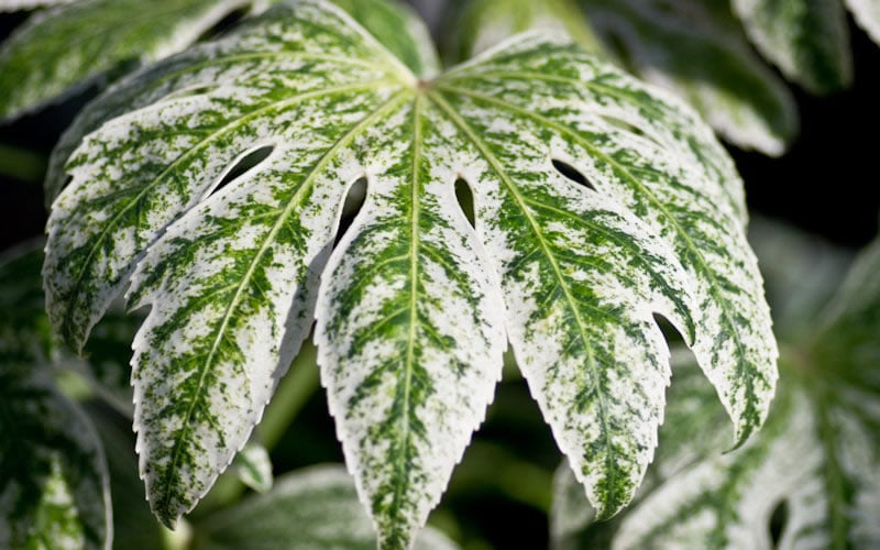  Spider's Web Fatsia - Japanese Aralia Paper Plant - 3 Gallon Pot