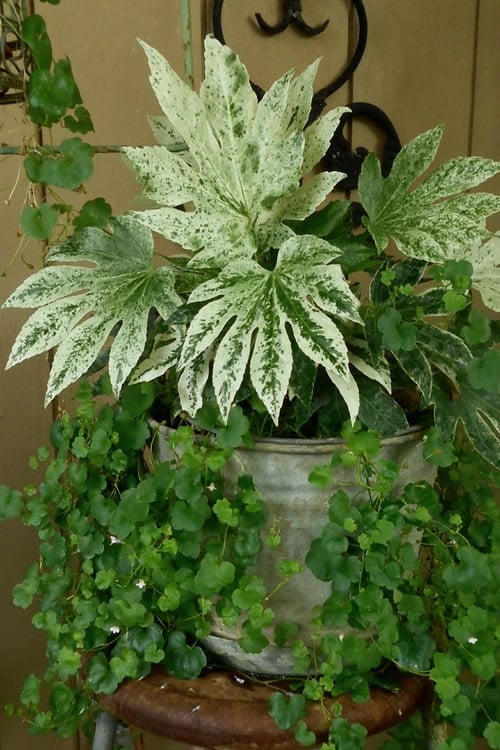  Spider's Web Fatsia - Japanese Aralia Paper Plant - 3 Gallon Pot