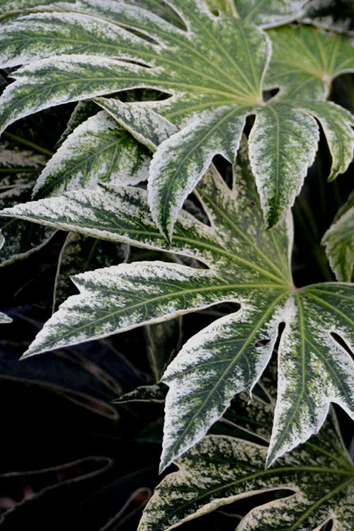  Spider's Web Fatsia - Japanese Aralia Paper Plant - 3 Gallon Pot