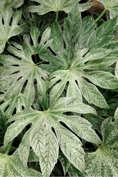  Spider's Web Fatsia - Japanese Aralia Paper Plant - 2 Gallon Pot