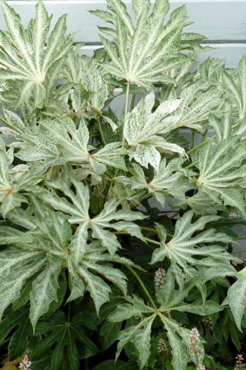  Spider's Web Fatsia - Japanese Aralia Paper Plant - 3 Gallon Pot