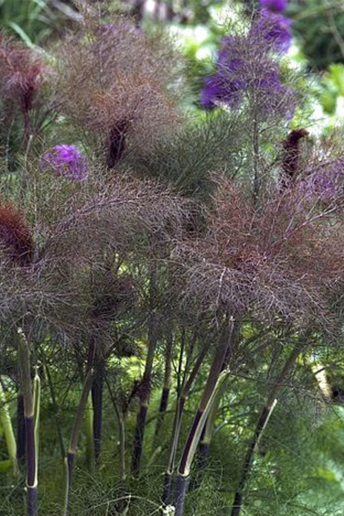  Bronze Fennel (Foeniculum Vulgare 'Purpureum') - 1 Gallon Pot