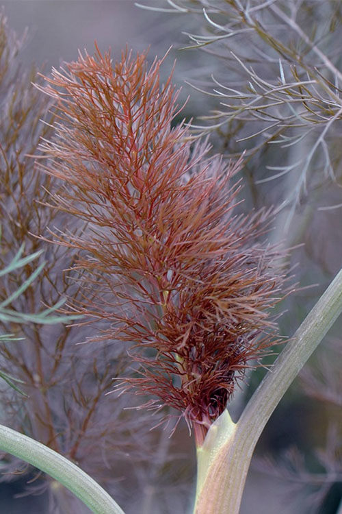  Bronze Fennel (Foeniculum Vulgare 'Purpureum') - 1 Gallon Pot
