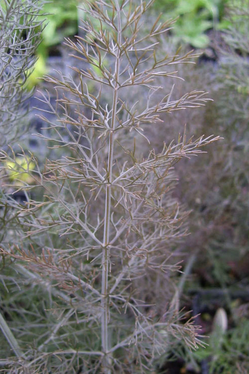  Bronze Fennel (Foeniculum Vulgare 'Purpureum') - 1 Gallon Pot