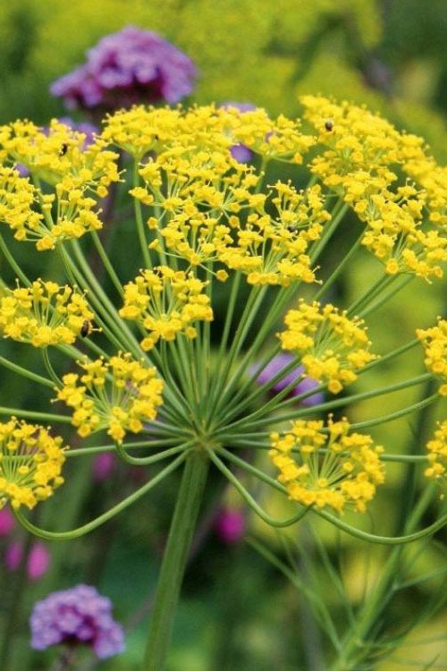  Bronze Fennel (Foeniculum Vulgare 'Purpureum') - 1 Gallon Pot