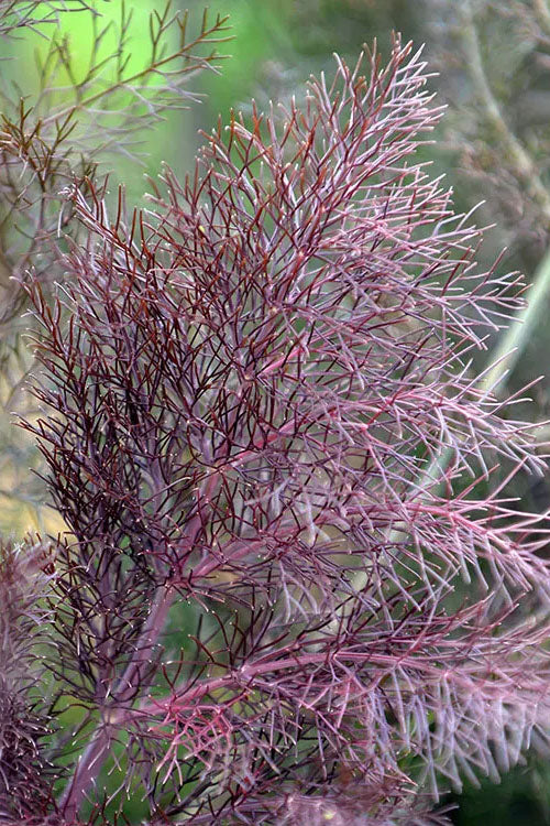  Bronze Fennel (Foeniculum Vulgare 'Purpureum') - 1 Gallon Pot