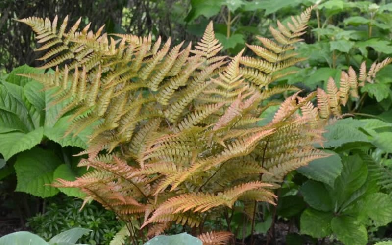  Autumn Fern - Dryopteris Erythrosora - 1 Gallon Pot