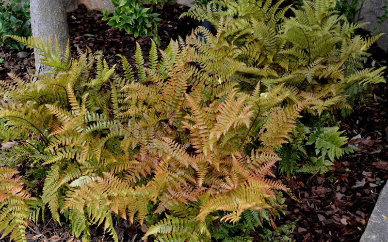  Autumn Fern (Dryopteris Erythrosora) - 3 Gallon