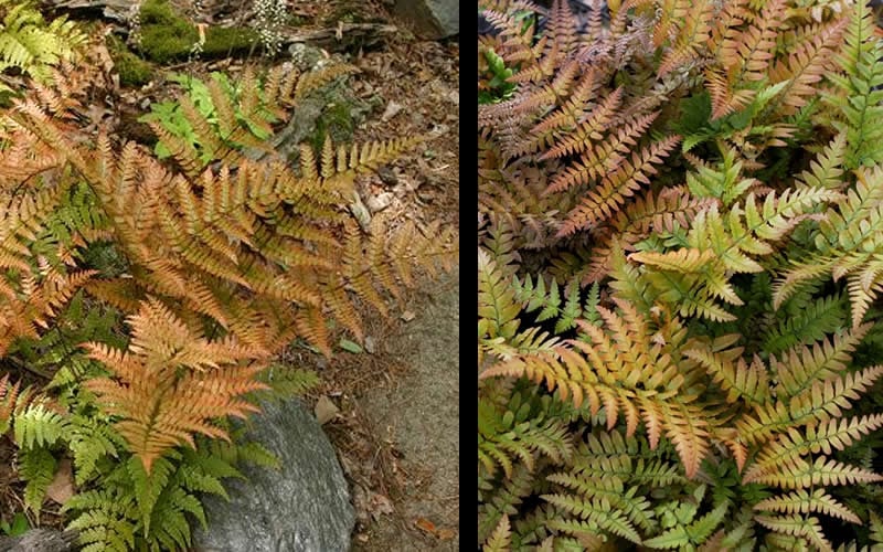  Autumn Fern - Dryopteris Erythrosora - 1 Gallon Pot