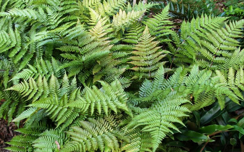  Autumn Fern - Dryopteris Erythrosora - 1 Gallon Pot