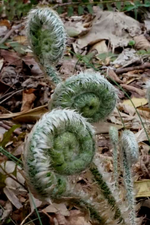  Christmas Fern (Polystichum Acrostichoides) -5 Pack Of Quart Pots