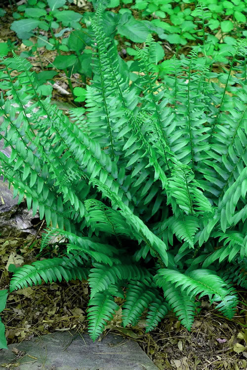  Christmas Fern (Polystichum Acrostichoides) - 1 Gallon Pot