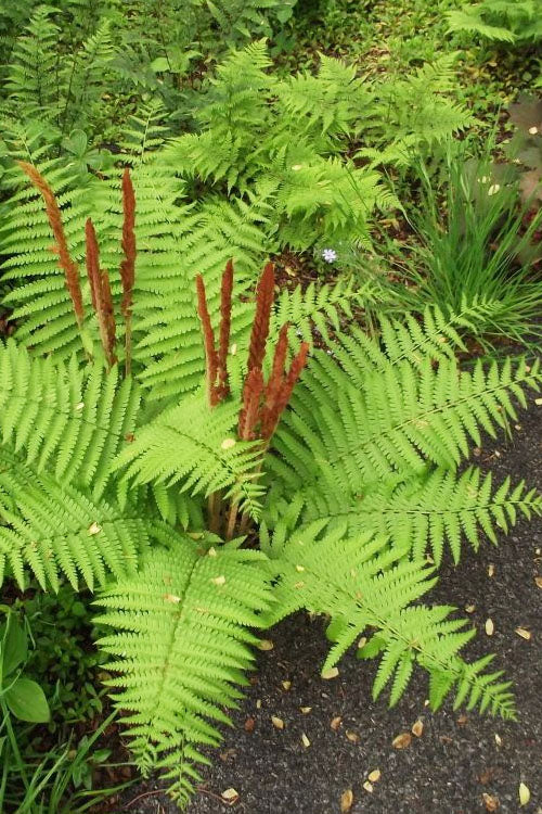  Cinnamon Fern (Osmunda Cinnamomea) - 1 Gallon Pot