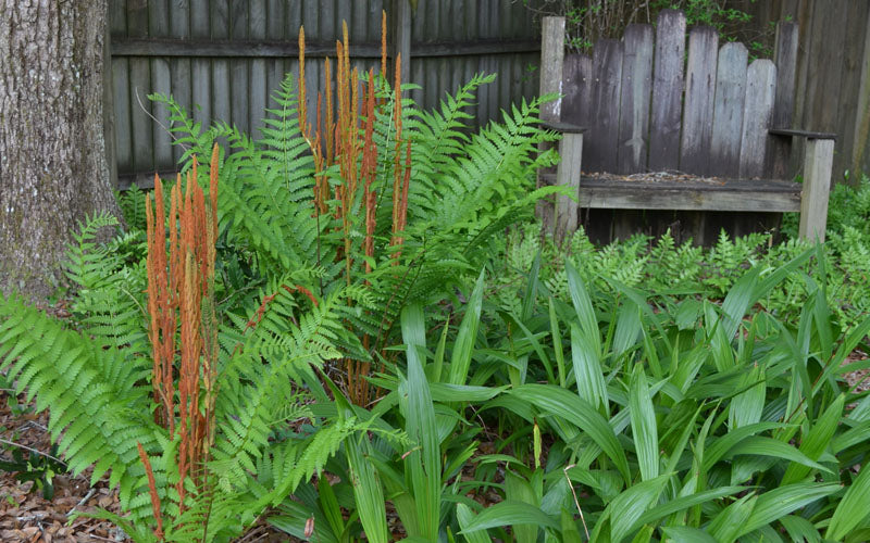  Cinnamon Fern (Osmunda Cinnamomea) - 1 Gallon Pot