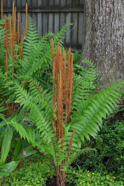  Cinnamon Fern (Osmunda Cinnamomea) - 1 Gallon Pot