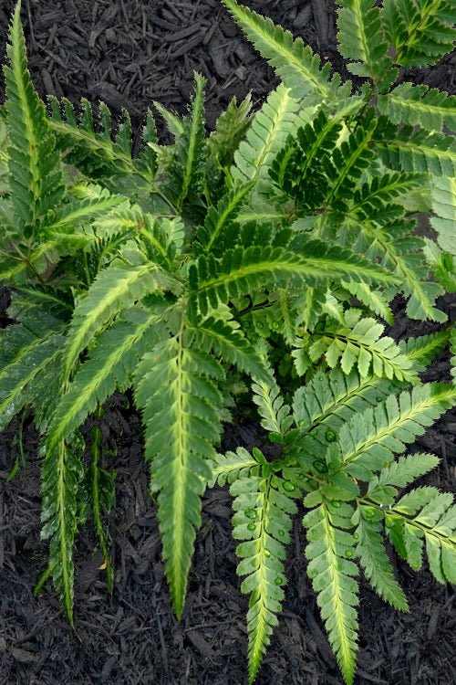  East Indian Variegated Holly Fern (Arachniodes) - 1 Gallon Pot