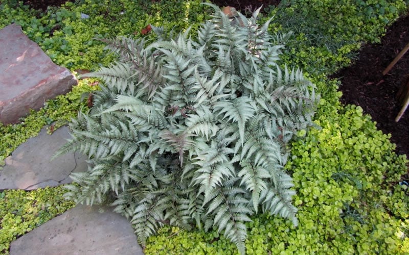  Japanese Painted Fern - 5 Pack Of Quart Pots