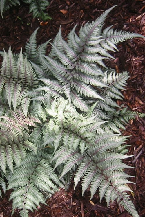  Japanese Painted Fern - 6 Pack Of 1 Gallon Pots