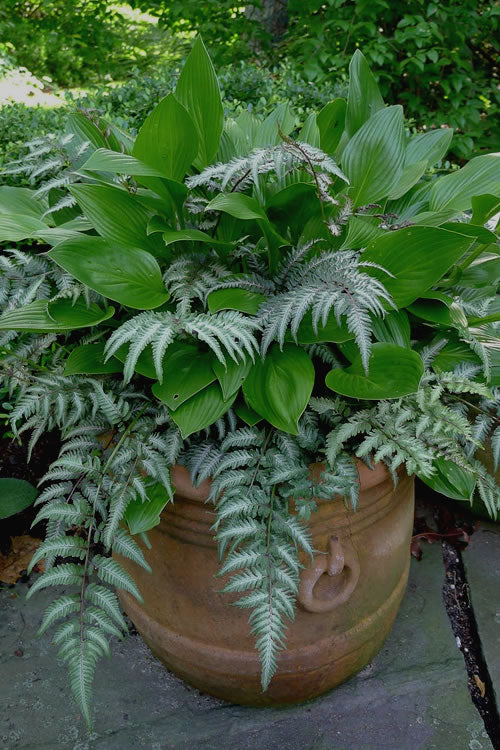  Japanese Painted Fern - 5 Pack Of Quart Pots