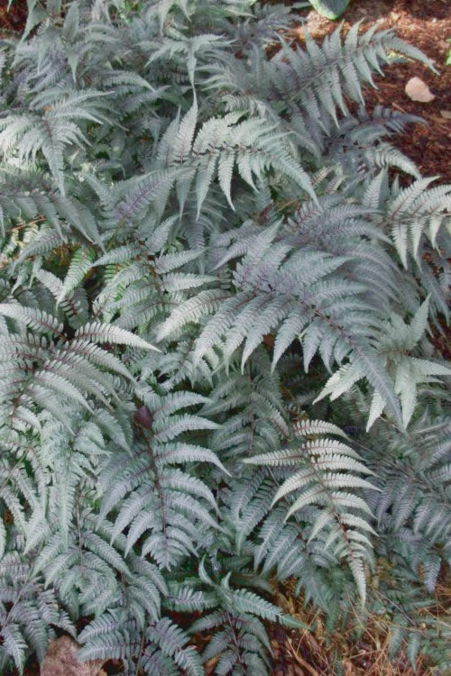  Japanese Painted Fern - 3 Gallon Pot