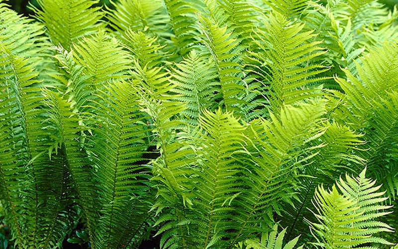  Ostrich Fern - Matteuccia Struthiopteris - 5 Pack Of Quart Pots