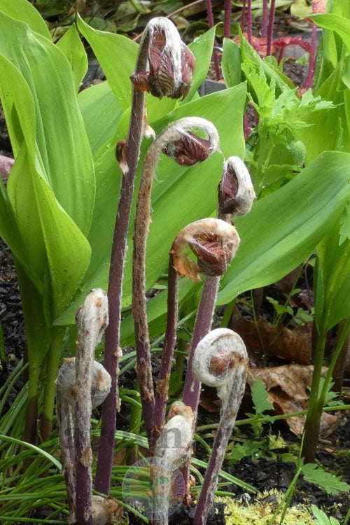  Royal Fern (Osmunda Regalis) - 2.5 Quart Pot