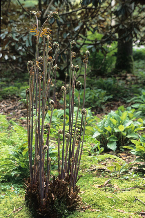  Royal Fern (Osmunda Regalis) - 2.5 Quart Pot